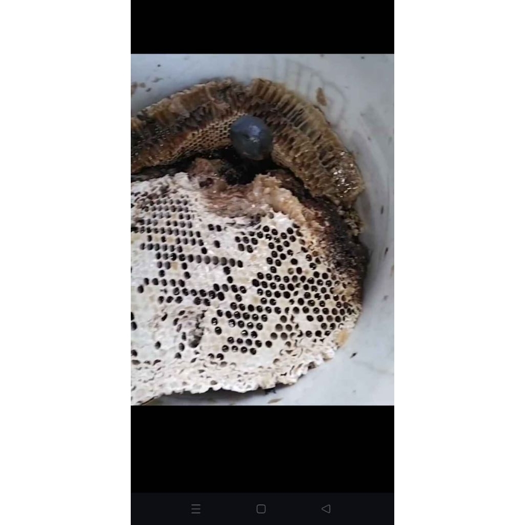 

Madu Sarang dan Madu Cair Hutan Liar Apis Dorsata 100% Murni 1 kg