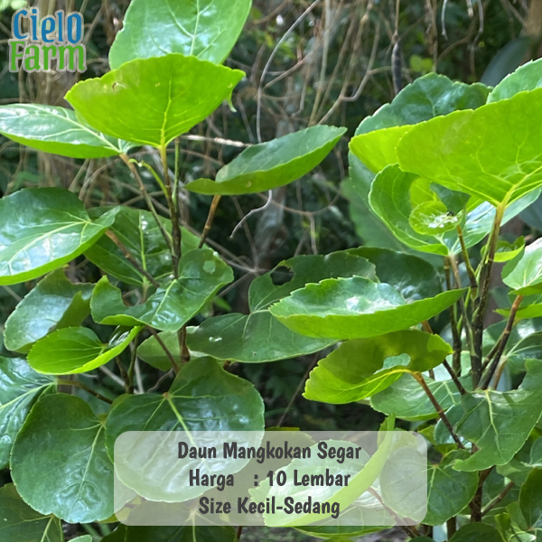 

Daun Mamangkokan Mangkokan Per 10 Lembar Obat Herbal Cielo Farm