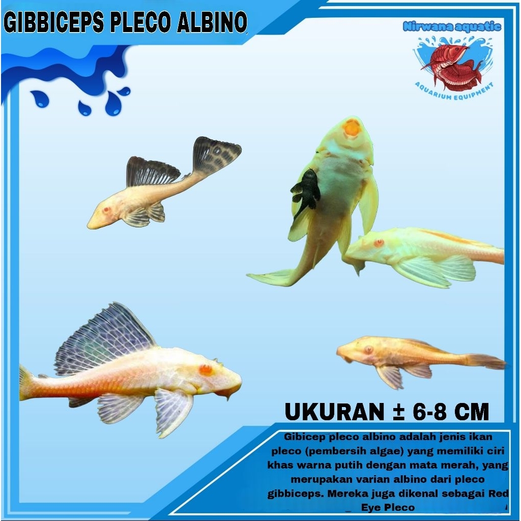 (INSTAN) IKAN GIBBICEPS PLECO L083 - UKURAN ± 10 & 15 CM (BUKAN SAPU")