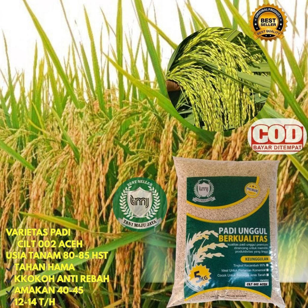 BIBIT PADI BENIH PADI UNGGUL VARIETAS CILT 002 ACEH KEMASAN 5 KG