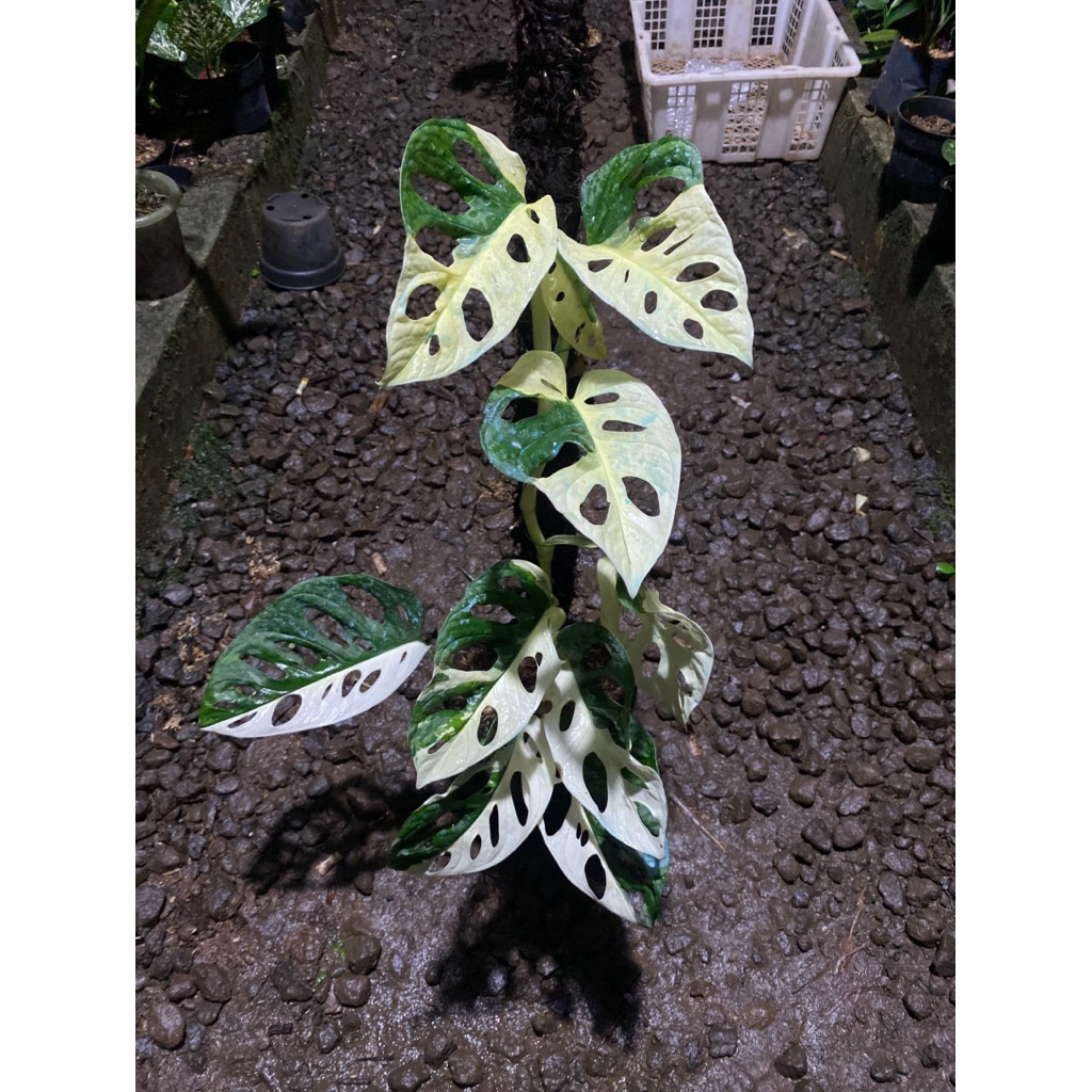 Monstera acuminata varigata 1 daun/janda bolong jepang putih