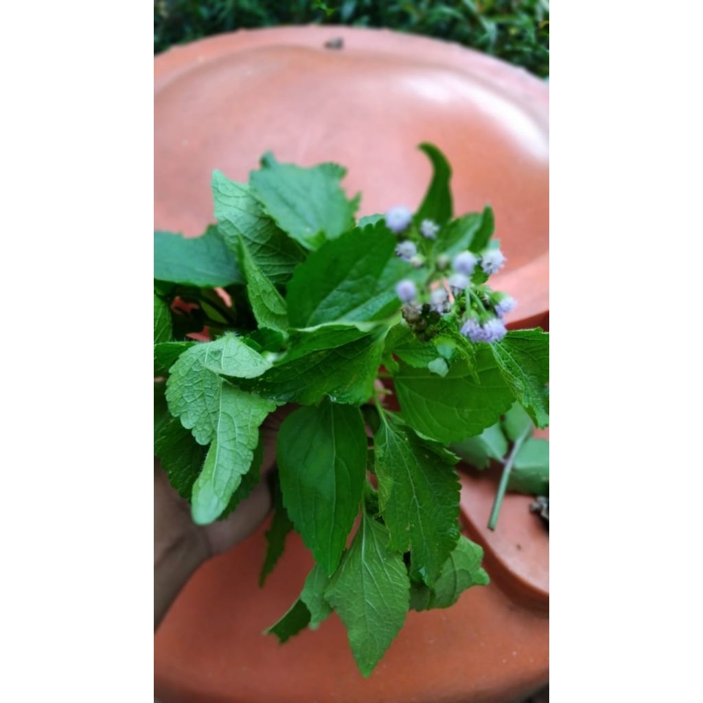 

Daun badotan atau babadotan frees 250 gram