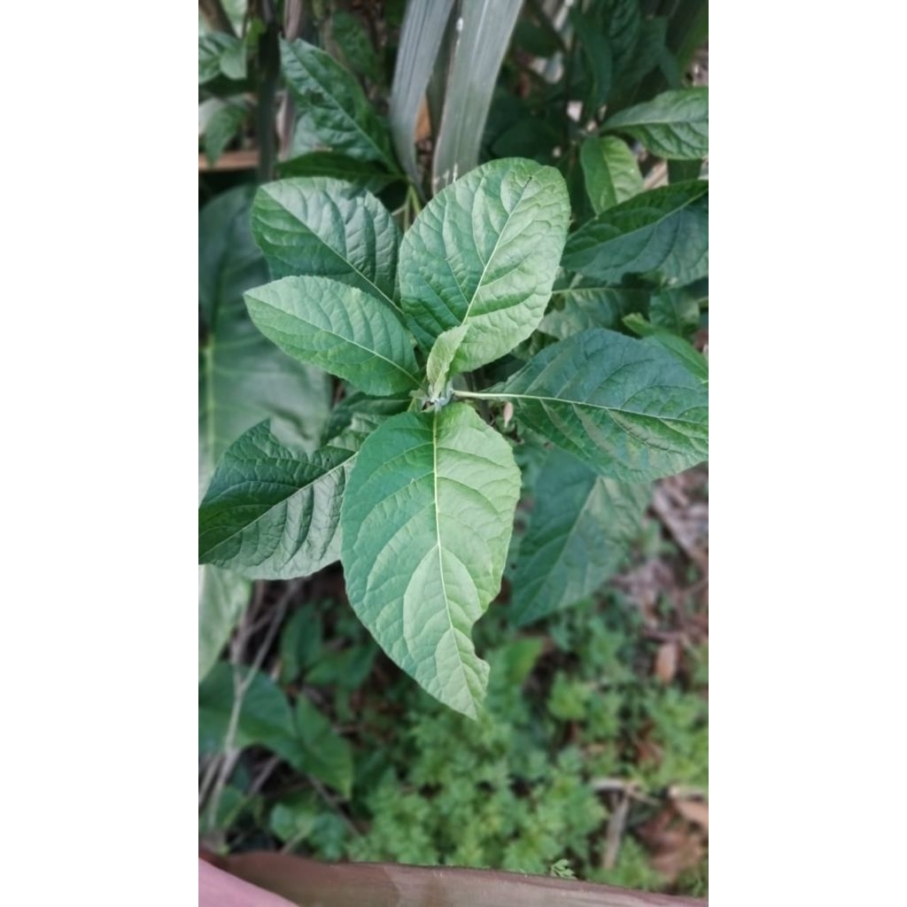 

Daun Afrika atau sambung nyawa segar 200 gram