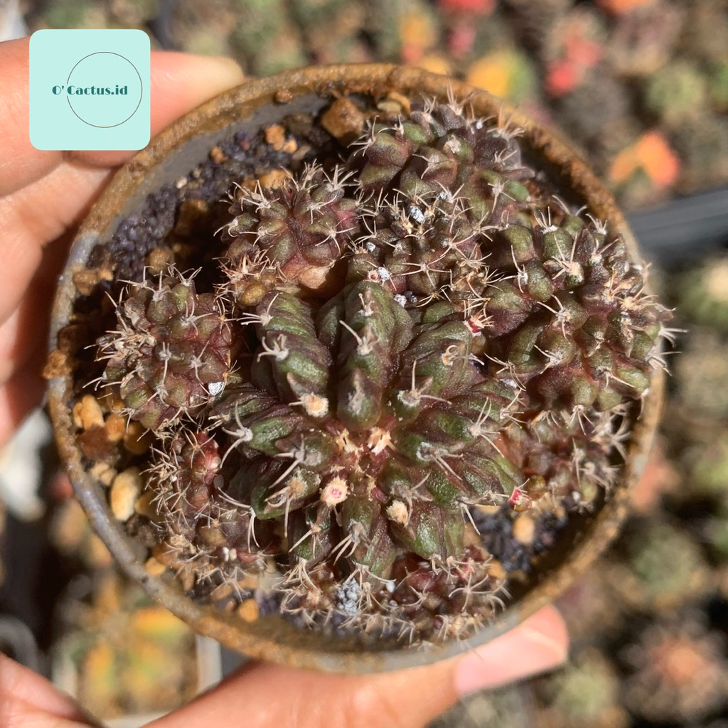 Gymno godzi trex Cluster ( kaktus gymnocalycium T lux T series tanaman hias hidup kaktus