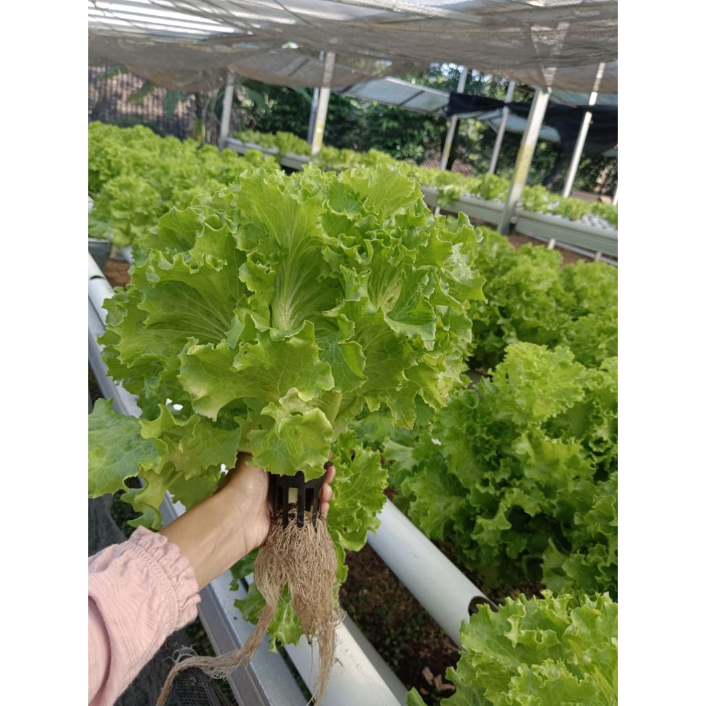 

selada salad sayur hidroponik fresh lalapan sehat alami lettuce 1 kg murah Boyolali solo siap antar