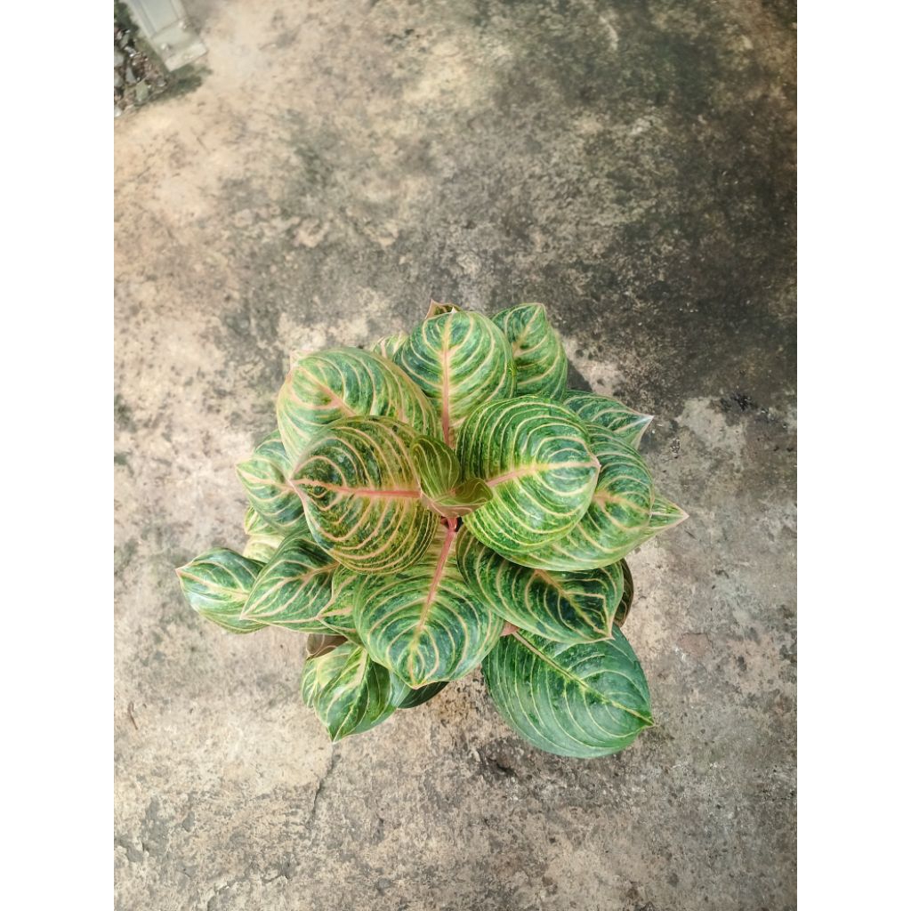 aglonema Rinjani indukan jumbo rumpun 5 batang