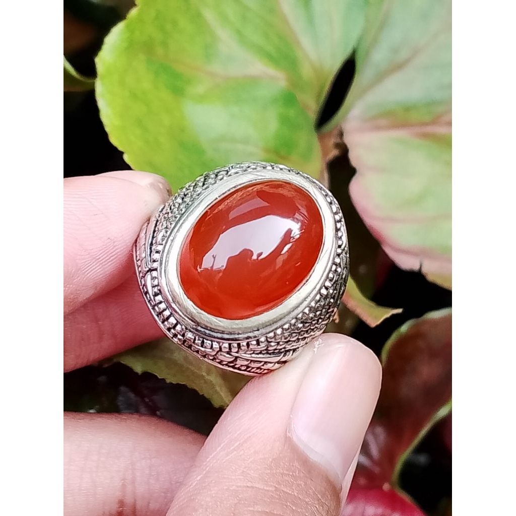 cempaka merah