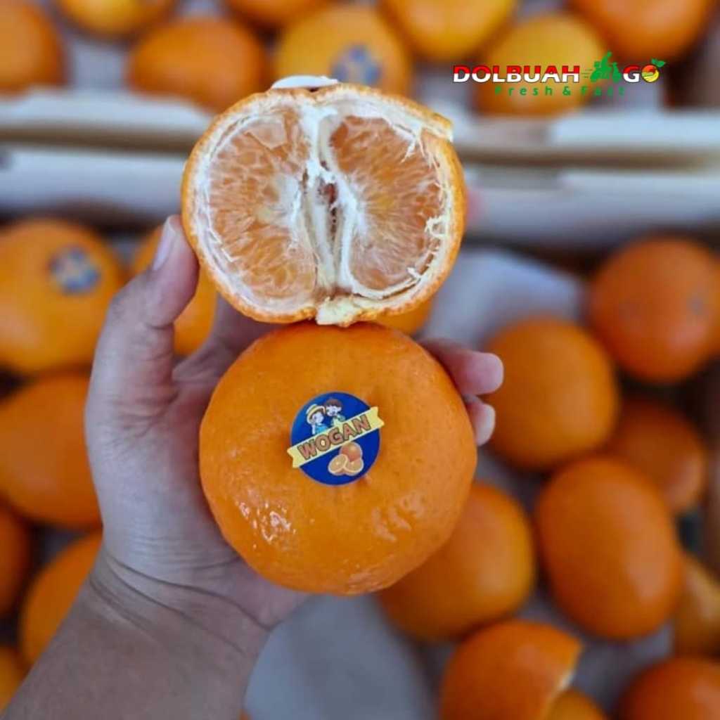 

Jeruk Wogan/Wokam Mandarin Manis Segar Fresh Premium - INSTAN SEMARANG - Dolbuah