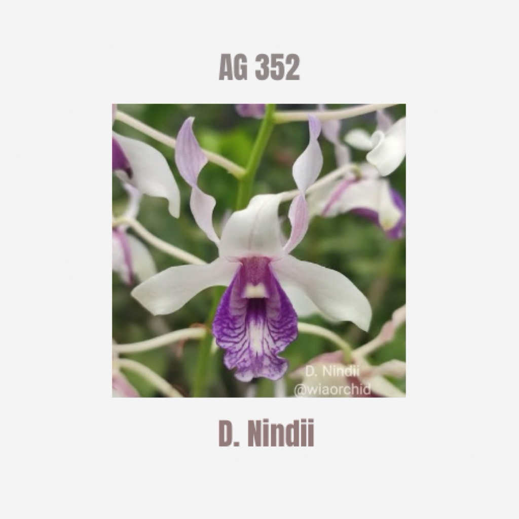 Dendrobium Nindii Remaja Spesies Tanaman Anggrek Dendro