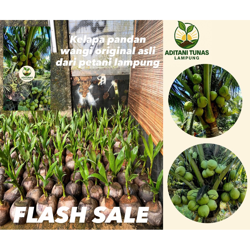 

BIBIT KELAPA PANDAN WANGI BERAROMA KHAS PANDAN (BIBIT TANAMAN PREMIUM)