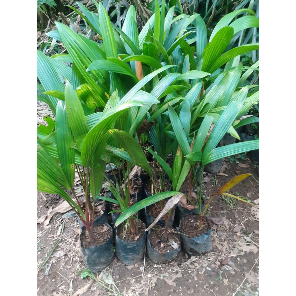 Tanaman Hias Palem Merah - Bibit Pohon Palem Merah - Pohon Tanaman palem Merah