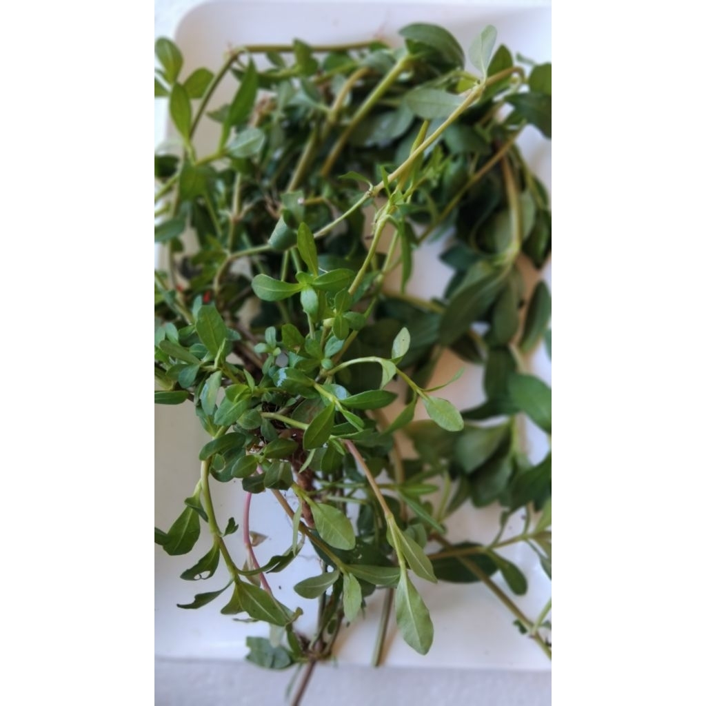 

Daun krema segar alami petik langsung 100 gram