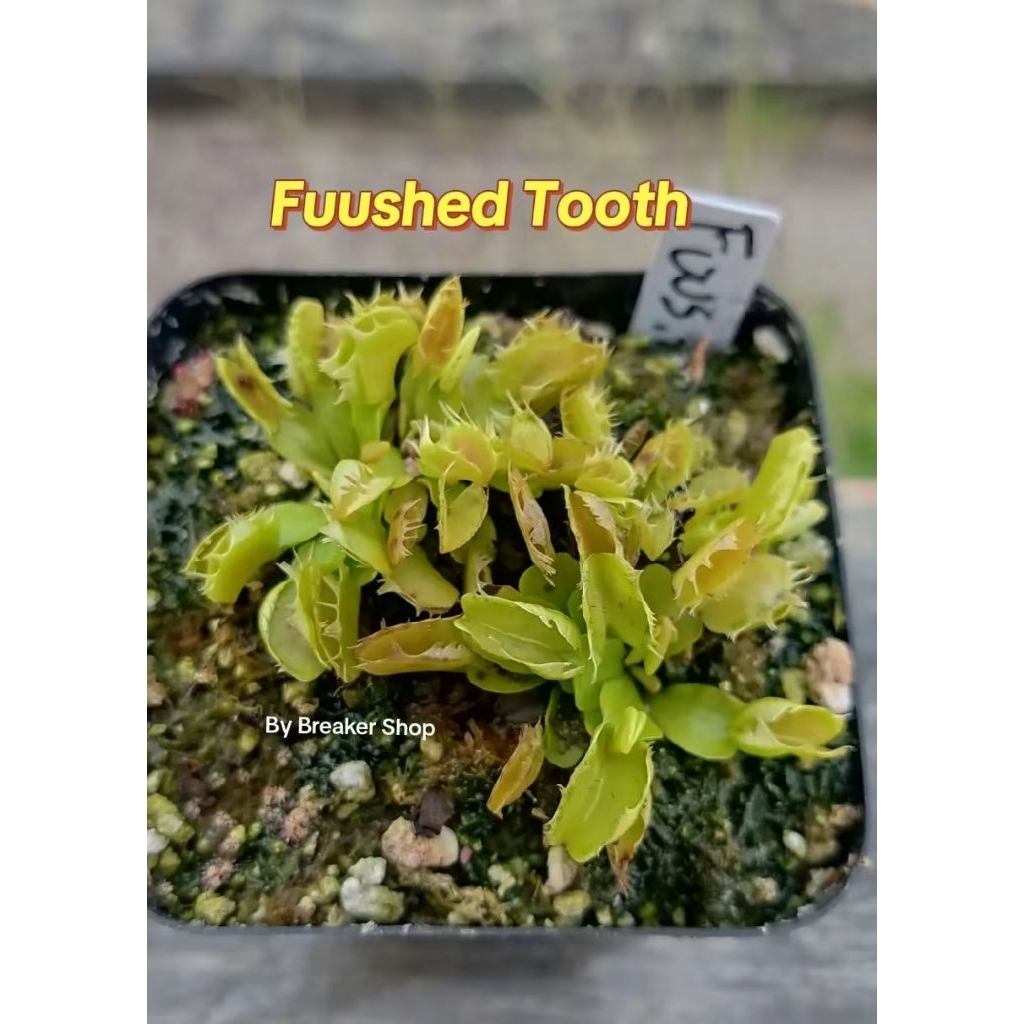 VFT Venus Fly Trap Fuushed Tooth
