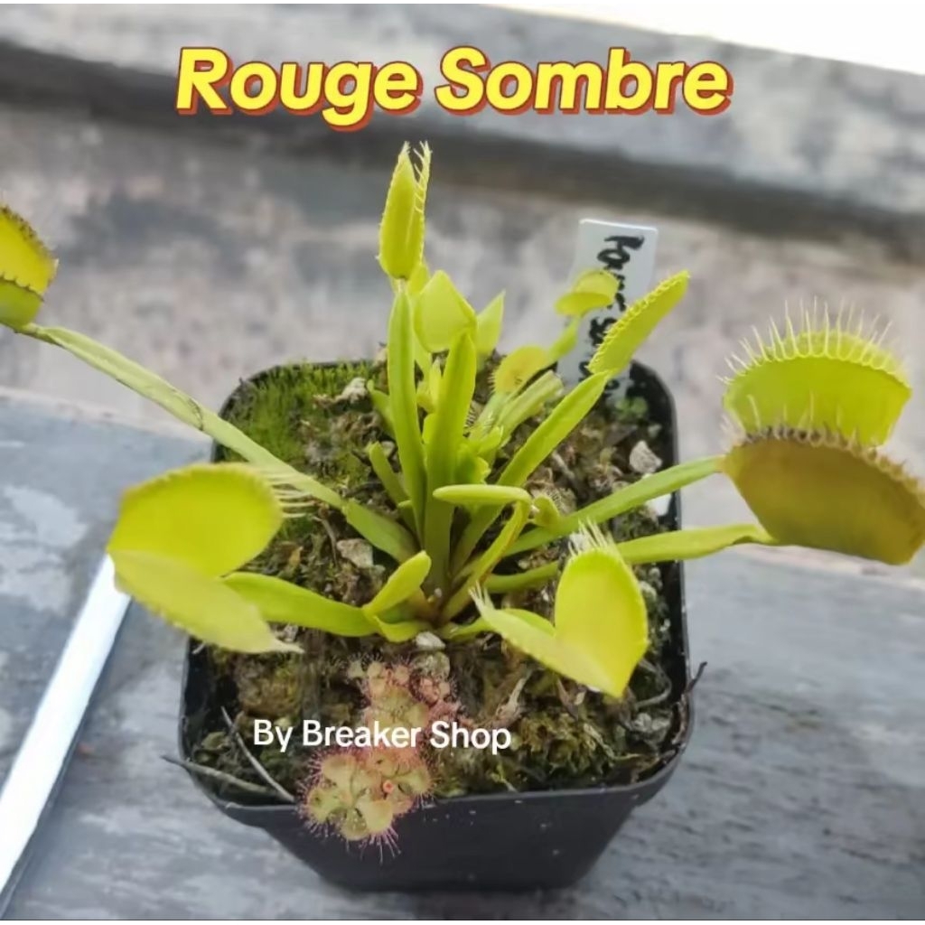 VFT Venus Fly Trap Rouge Sombre