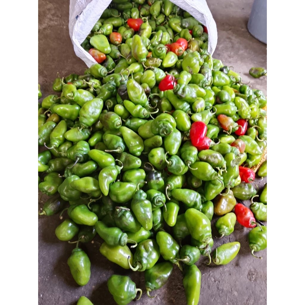 

cabe gendot kerinci viral berat 2kg