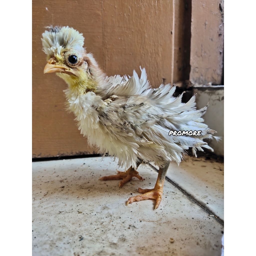 Anak Ayam hias Poland