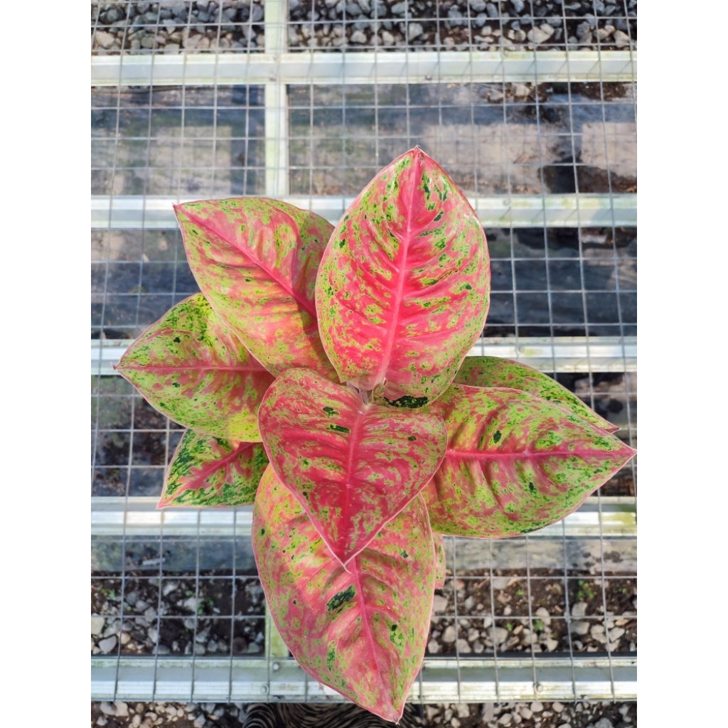 Aglaonema Mahasety