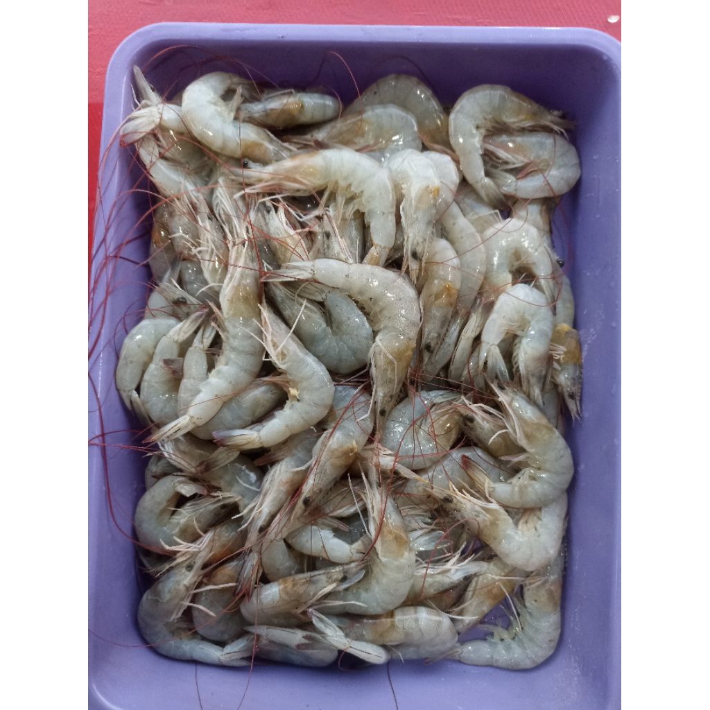 

Udang vaname