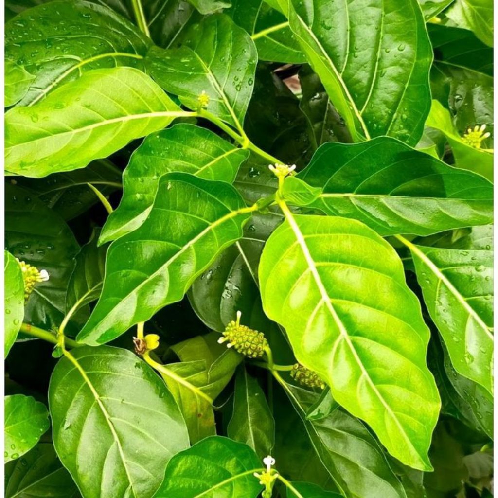 

daun mengkudu atau daun pace 7 lembar | herbal tradisional | produk berkualitas