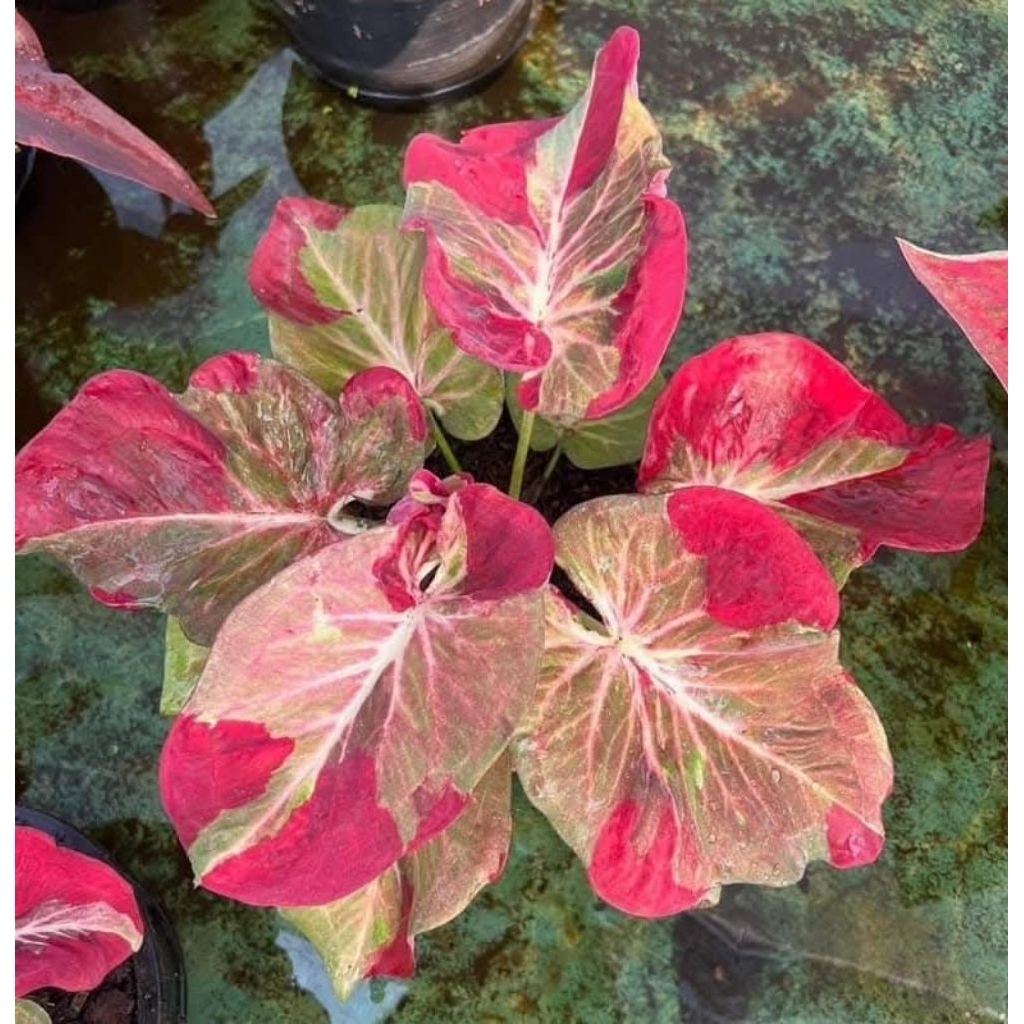 caladium Thailand series
