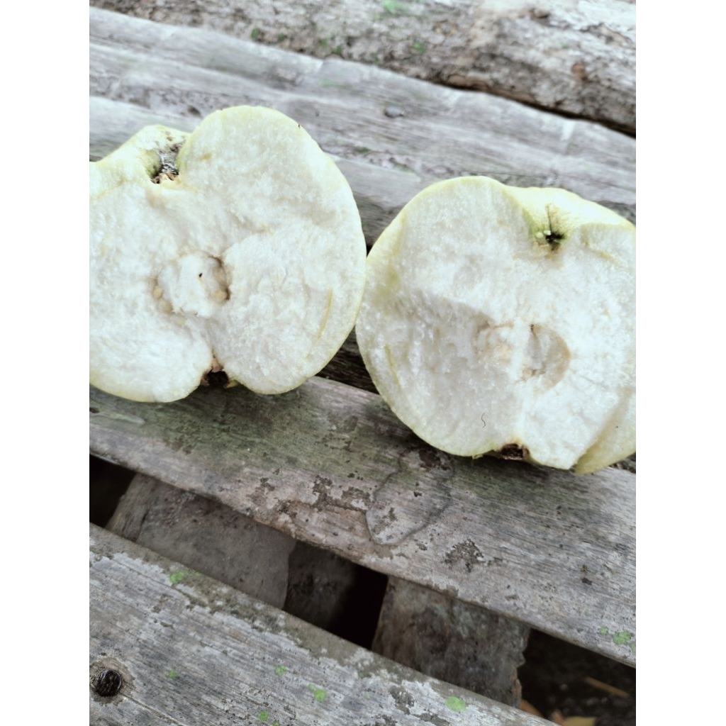 

JAMKRIS KEMASAN 10 Kg Petik Langsung dari Pohon