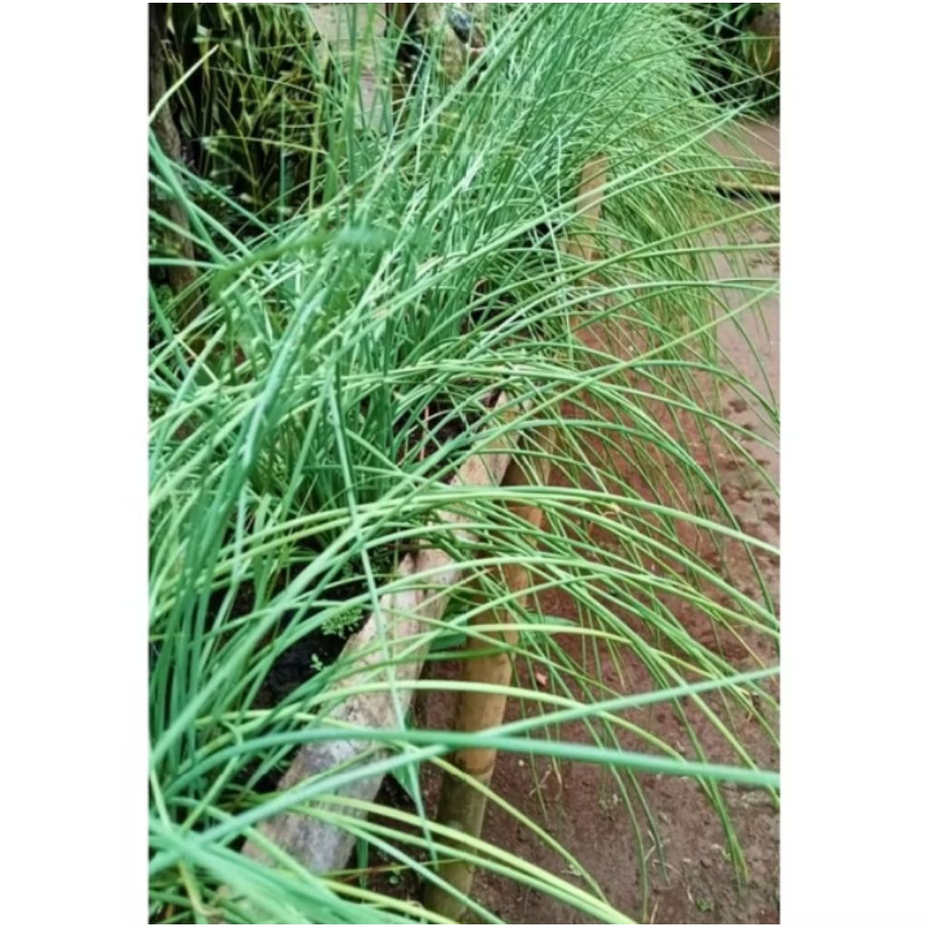 

bawang batak/ bawang kucay/kuncay /bawang langkio