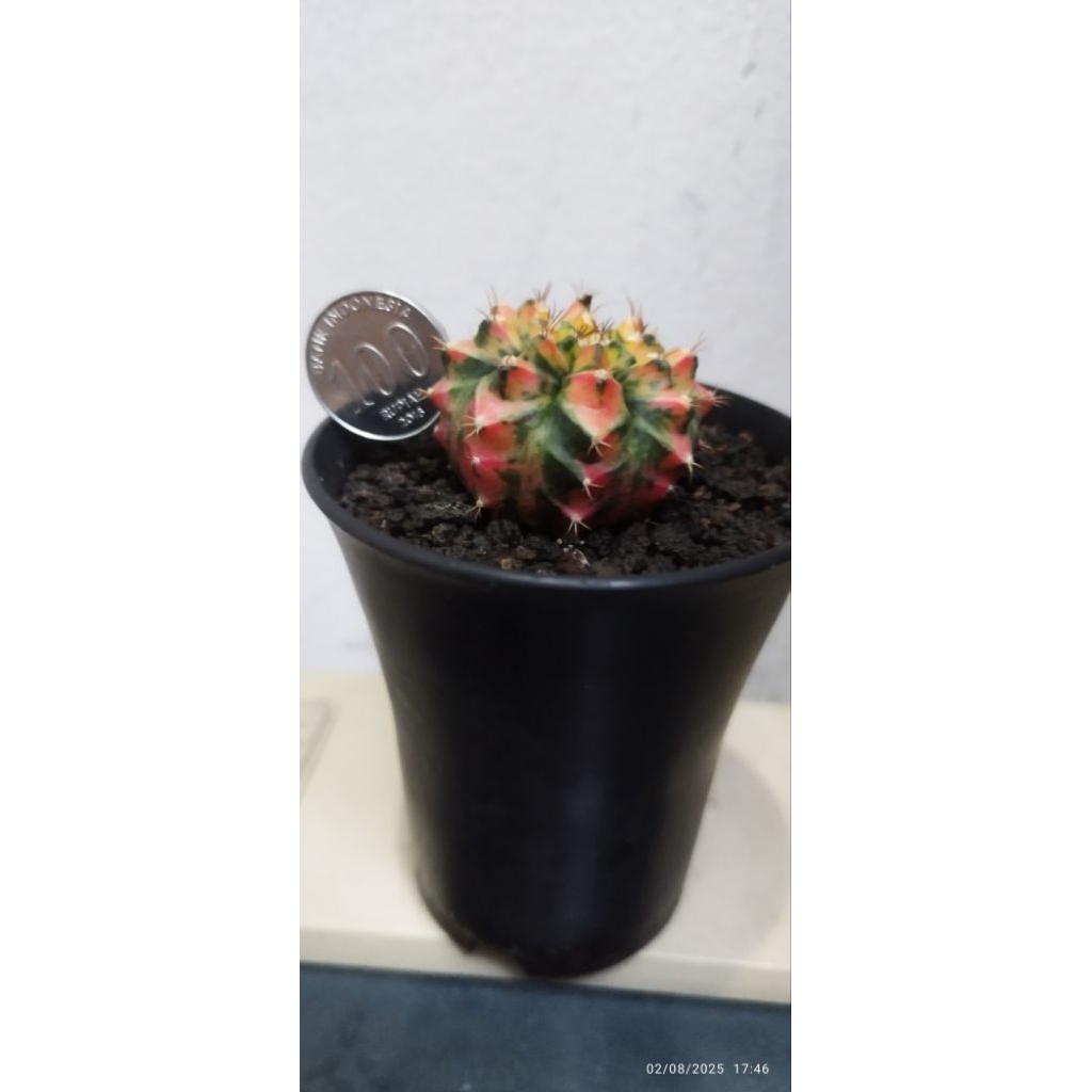 Kaktus gymnocalycium T31115