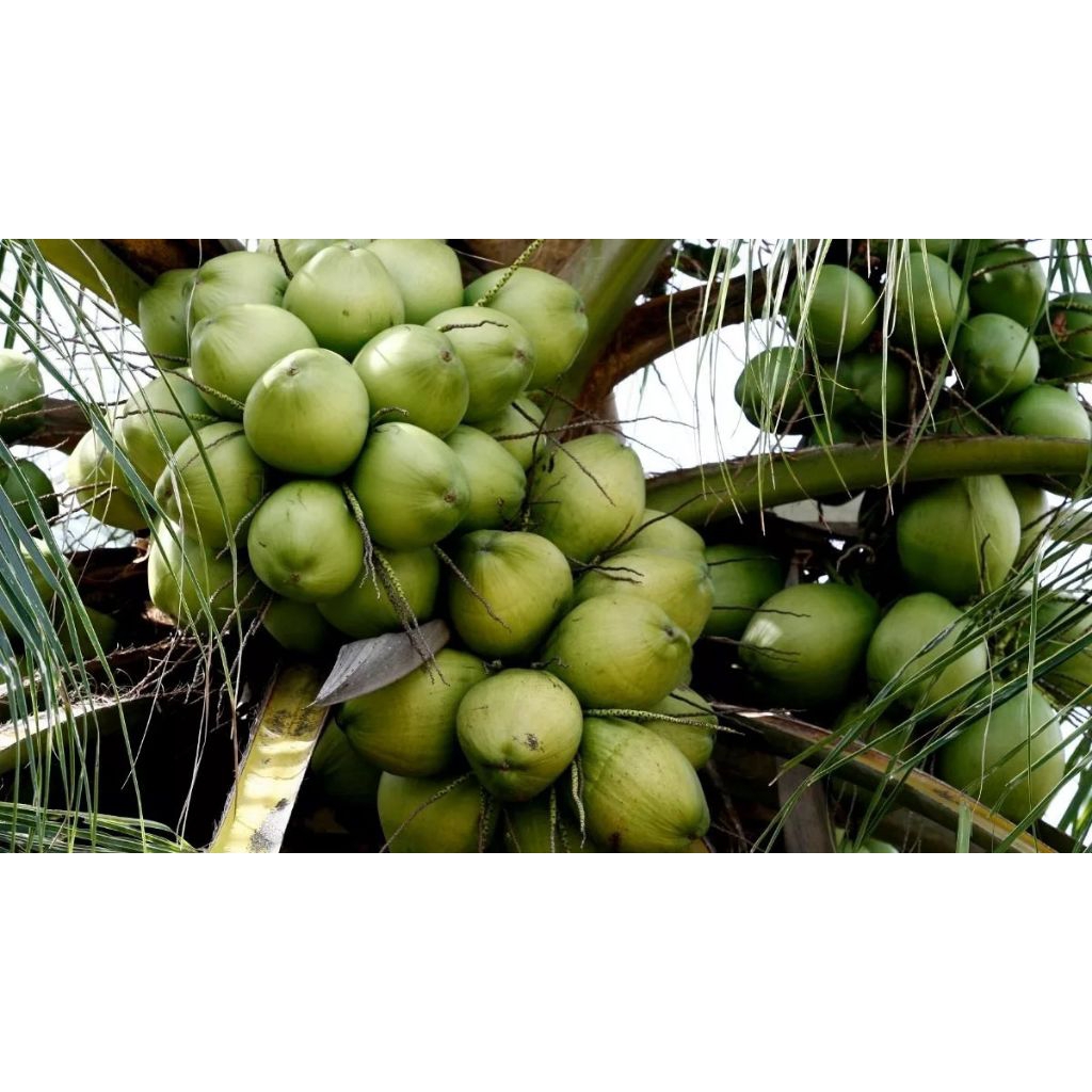 

Buah Kelapa Muda Ijo Segar 100% Alami, Herbal, Bergaransi 100% Aman