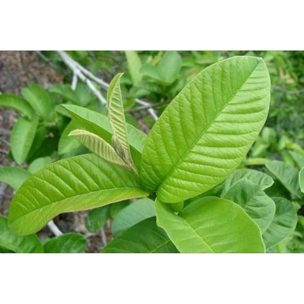 

daun jambu biji obat herbal 100 lembar