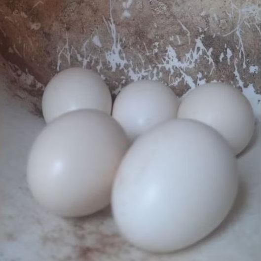 

Telur Ayam Kampung/Fertil/Konsumsi/Jamu