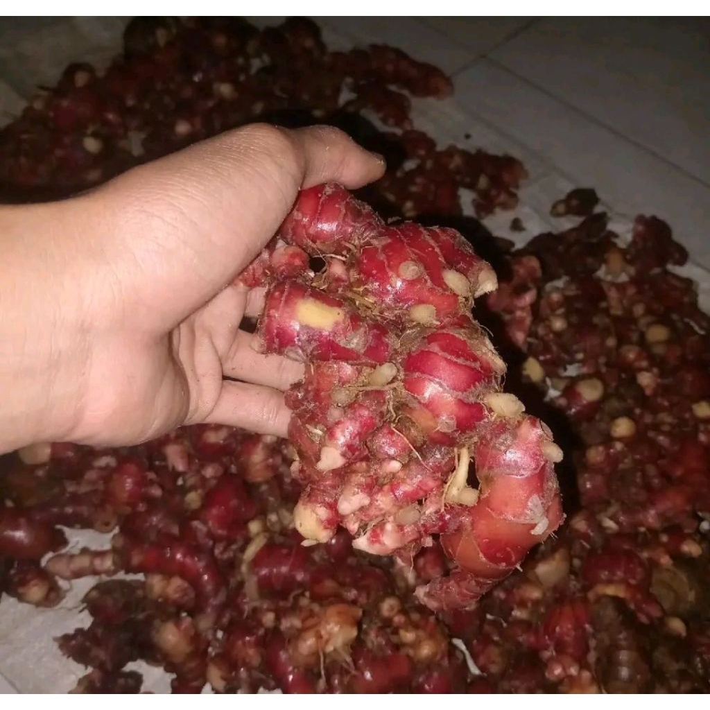 

ready stok jahe murah segar 100gram