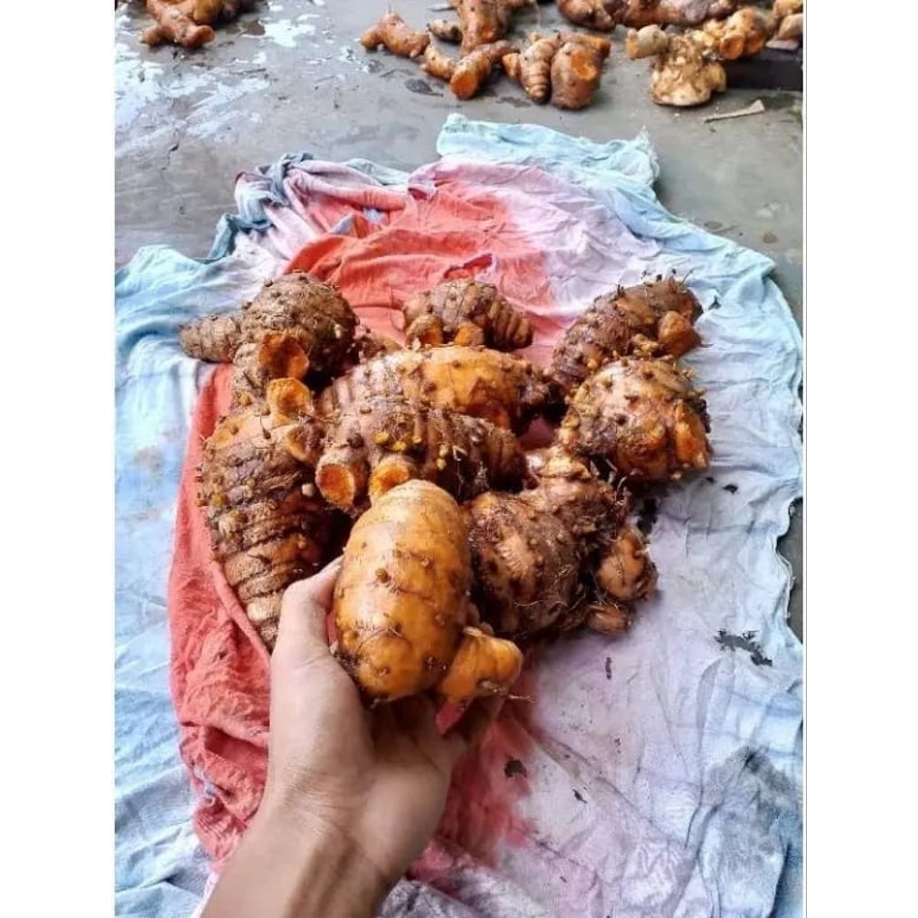 

500 GR Temulawak Segar Asli – Herbal Alami | Untuk Jamu, Kesehatan & Stamina