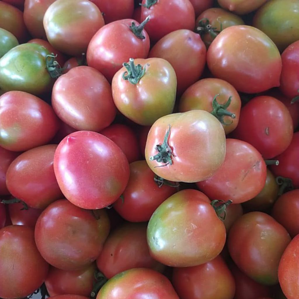 

tomat sayur 1kg fres langsung dari petani