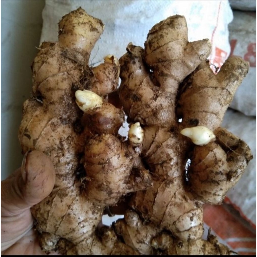 

jahe gajah/jahe putih/jahe besar/sudah beresih berat 1 kg