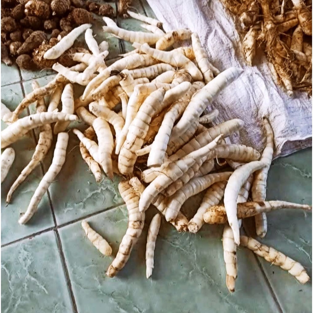 

umbi kerut/garut, 1kg