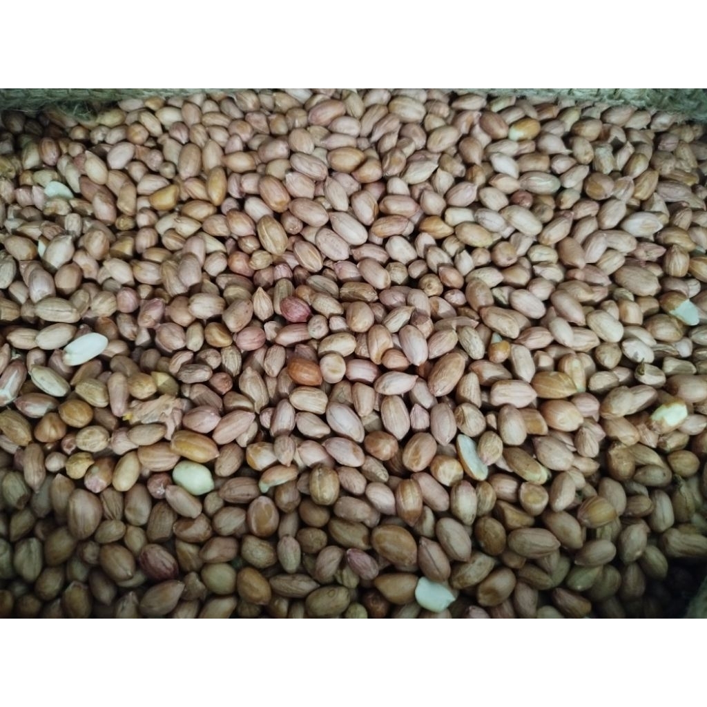 

kacang tanah