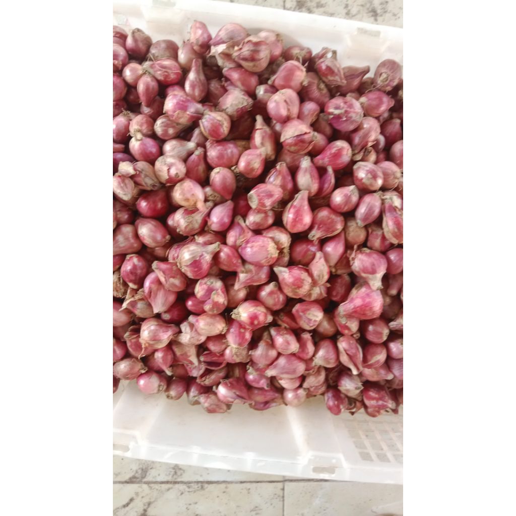 

jual bawang merah kualitas super termurah