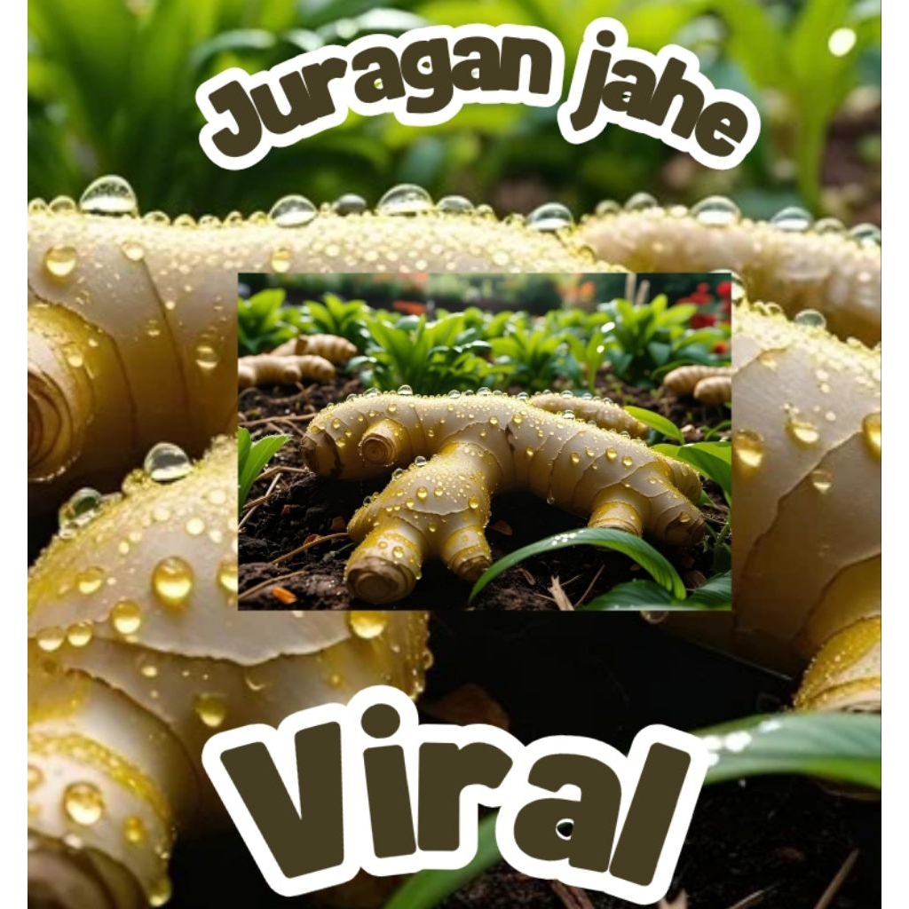 

1KG TERMURAH SEINDONESIA TERMURAH NO.1 MPRIT - JAWA- SUPER- SEGAR- PEDAS - BUMBU DAPUR- KESEHATAN