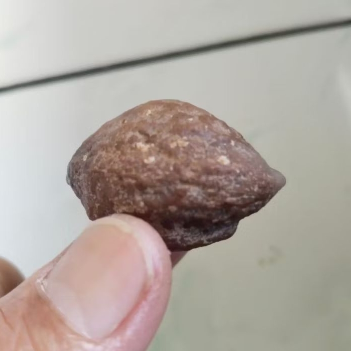 Kemiri Adu Muncang Adu Yanti SB Urgen Tua Jatuhan