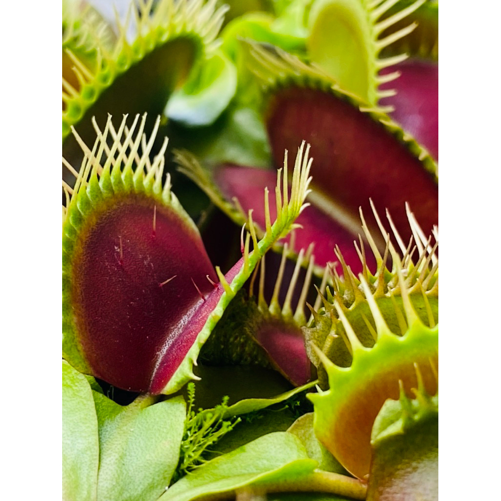 Tanaman pemakan serangga VFT