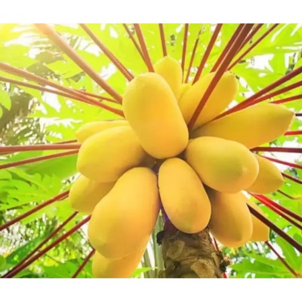 Biji benih pepaya golden /pepaya gading