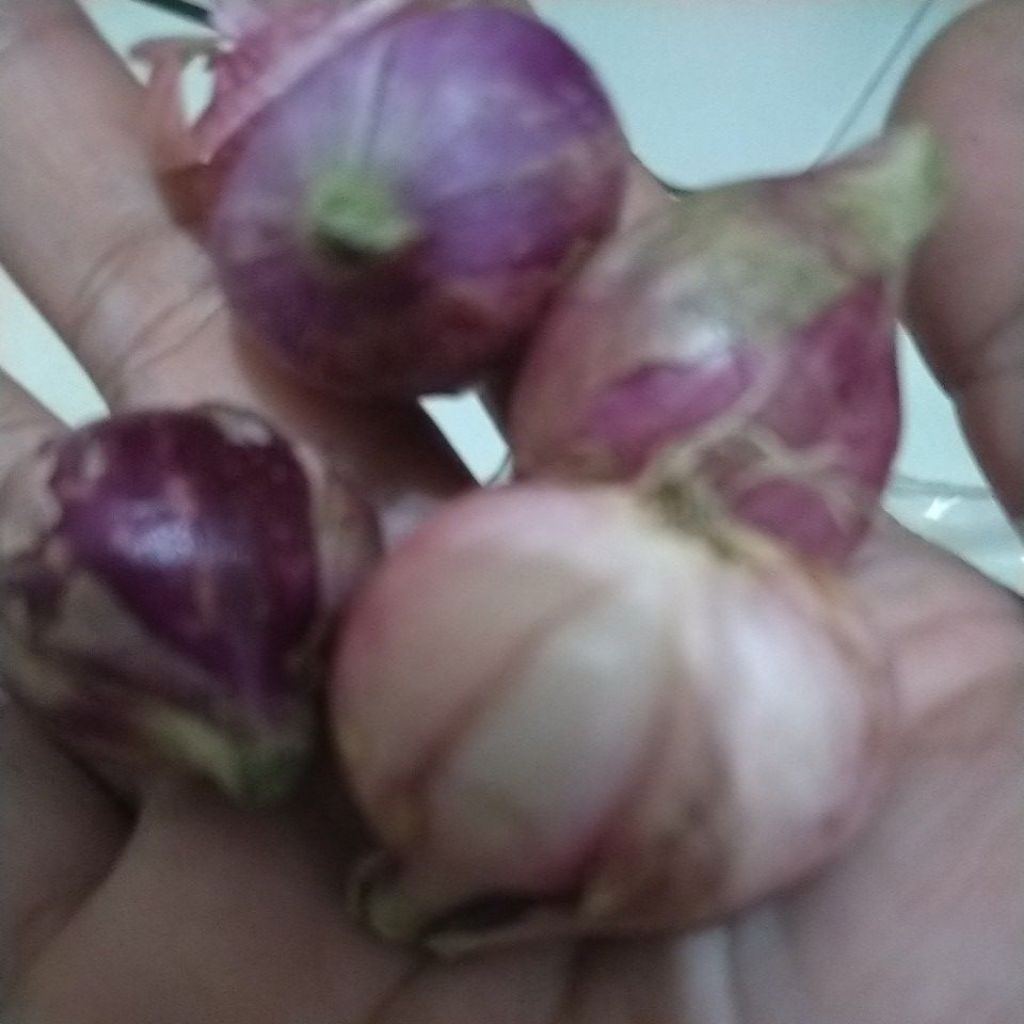 

bawang merah