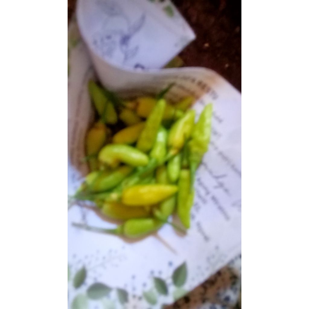 

cabai termurah hijau Fress Bru petik