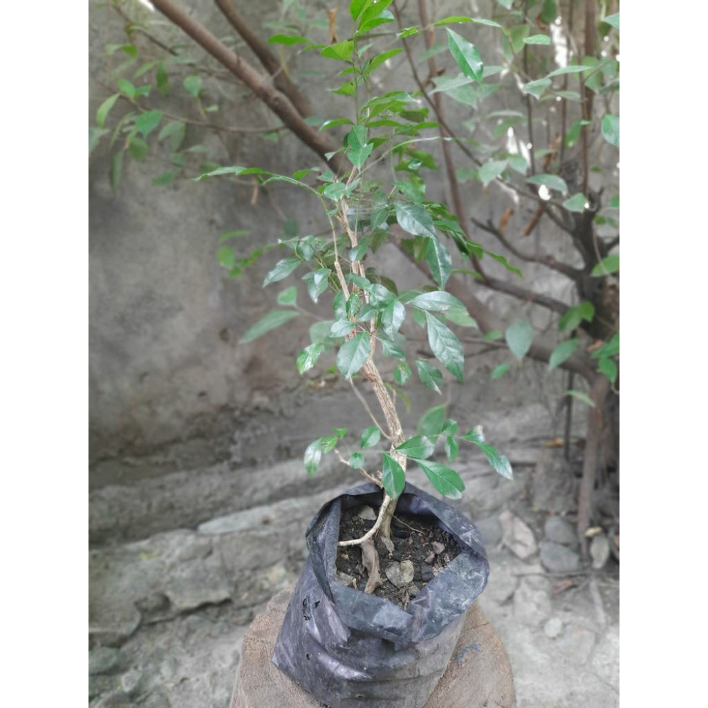 Bibit tanaman Kemuning / bahan bonsai Kemuning lokal ( Murraya paniculata )