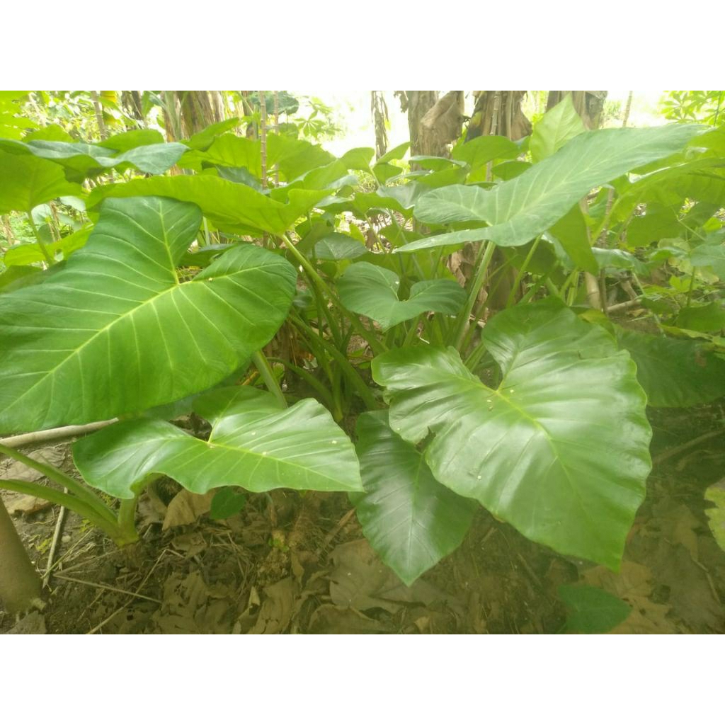 

daun talas sayur segar baru diperkirakan saat mau kirim 500gr