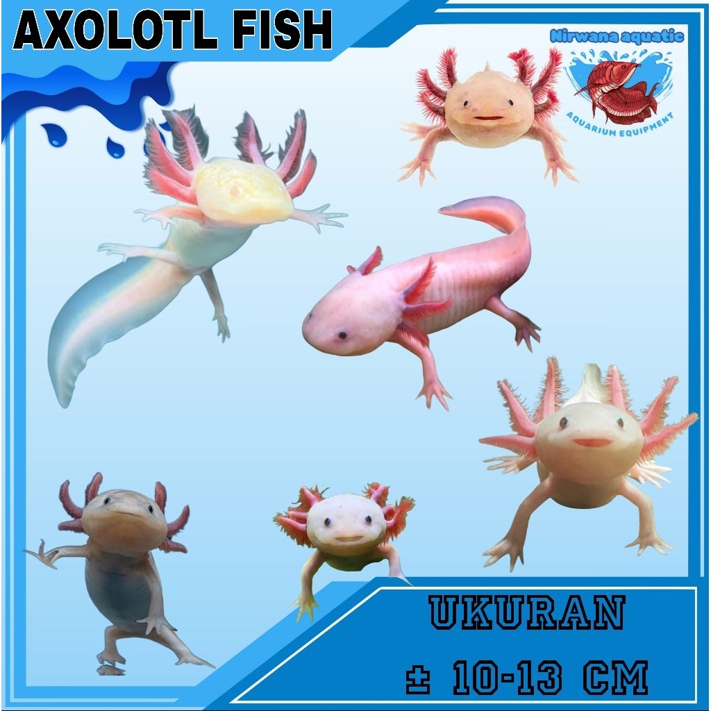 (INSTAN) AXOLOTL FISH. PINK - UKURAN ± 10 - 15 - 20 CM