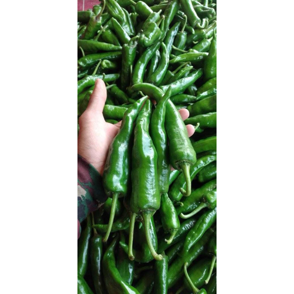 

cabai tanjung hijau, cabe tanjung hijau