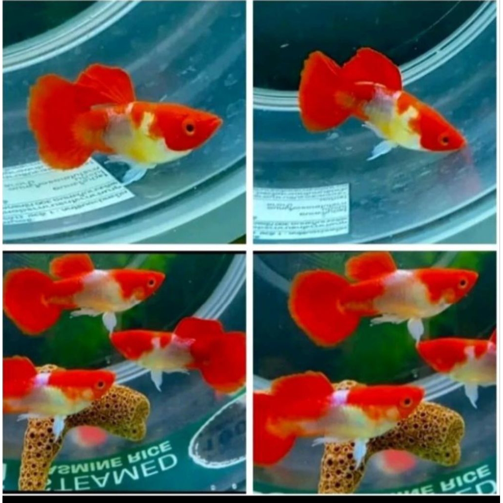 GUPPY NEMO KOI / BLONDE KOI