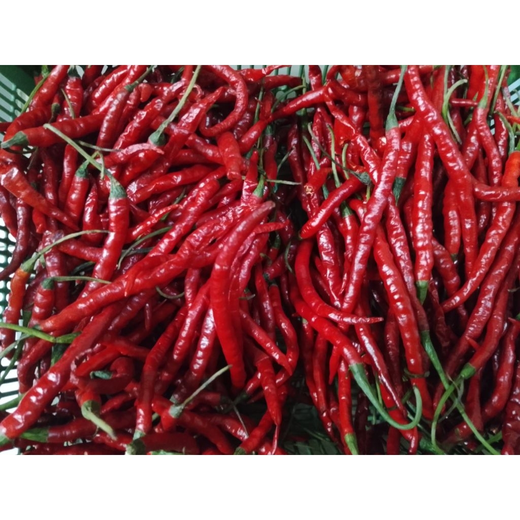 

Cabai Meraha Kriting Pilihan Fresh 1KG