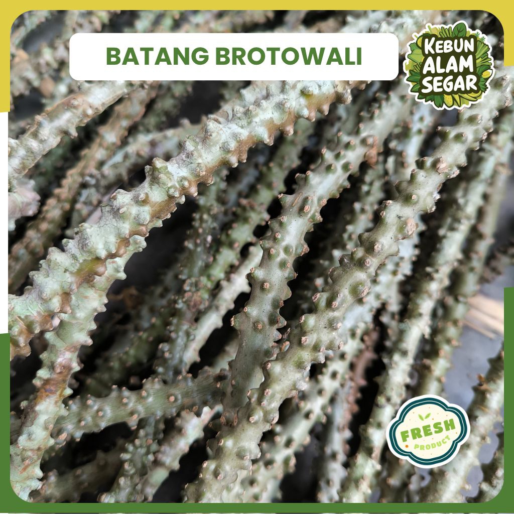 

BROTOWALI SEGAR 1 KG